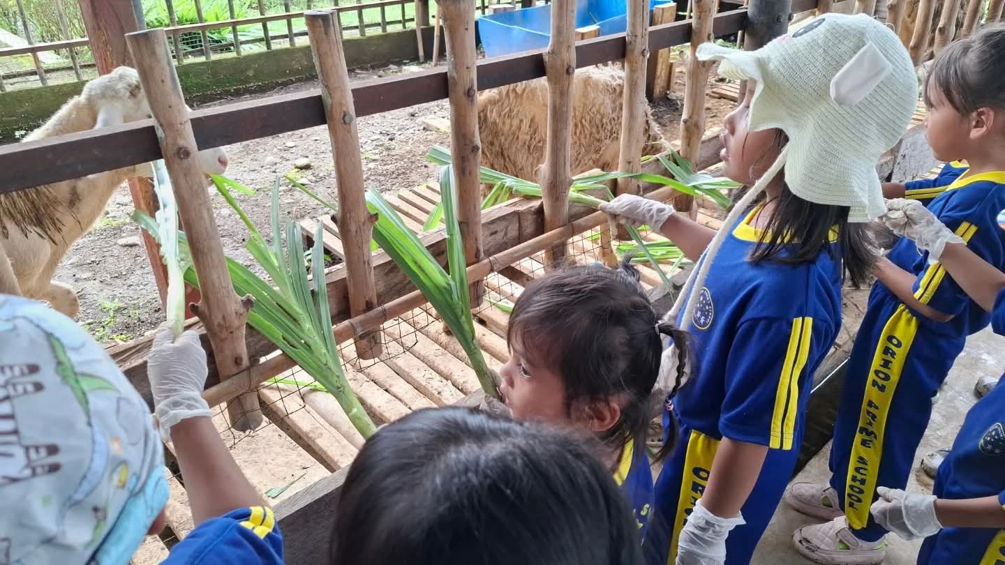 Murid memberi makan hewan ternak saat field trip ke peternakan